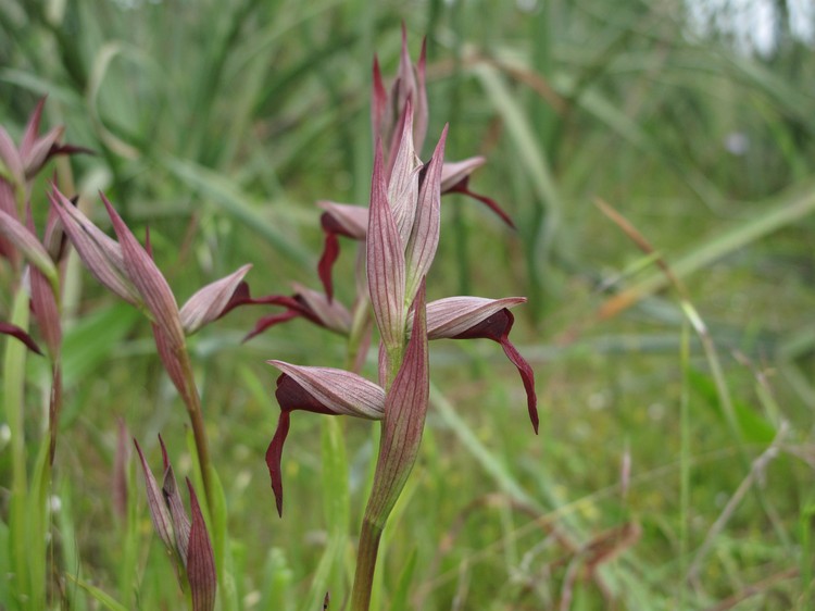 Serapias strictiflora