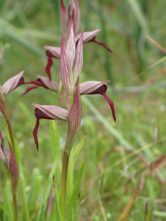 Serapias strictiflora