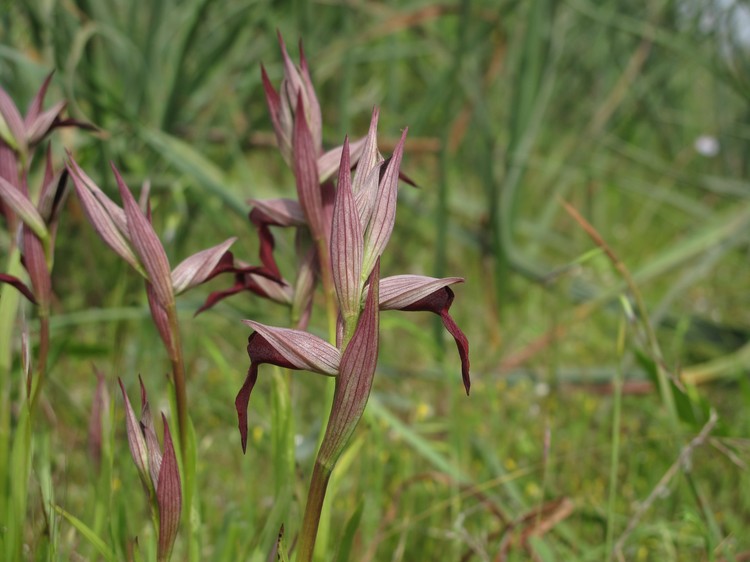 Serapias strictiflora