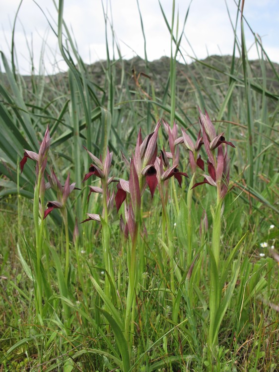 Serapias strictiflora