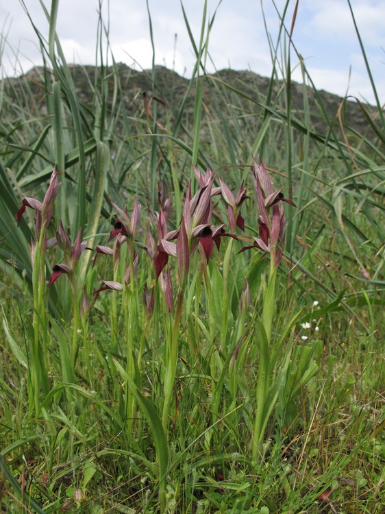 Serapias strictiflora