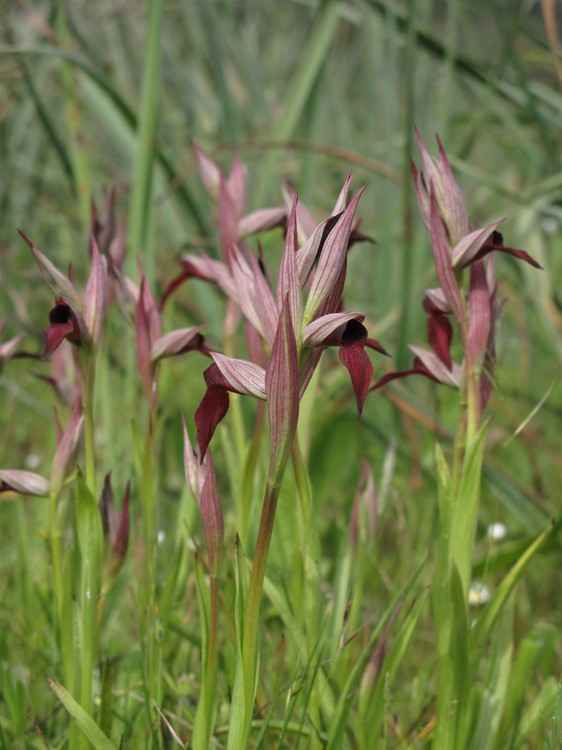 Serapias strictiflora