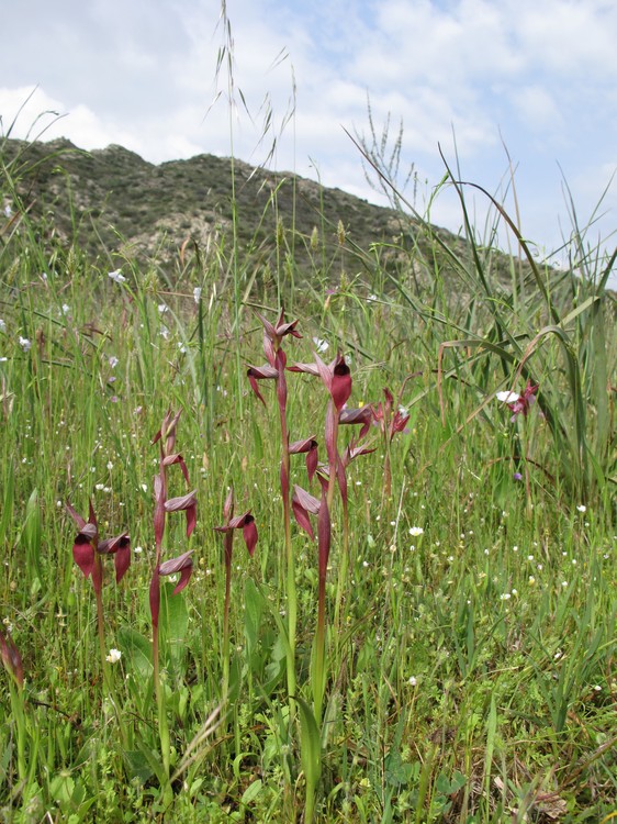 Serapias strictiflora