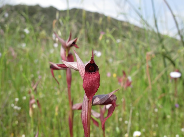 Serapias strictiflora