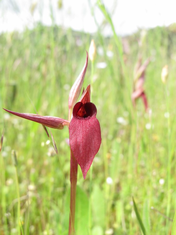 Serapias strictiflora