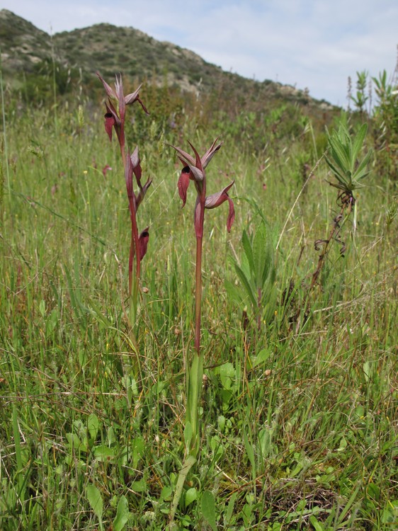 Serapias vomeracea