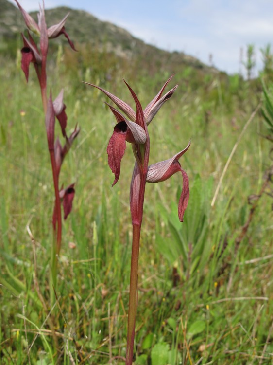 Serapias vomeracea