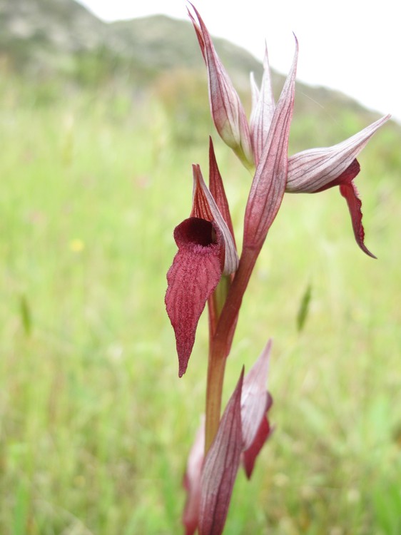 Serapias vomeracea