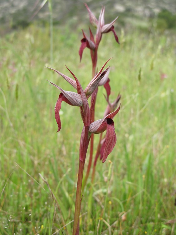 Serapias vomeracea