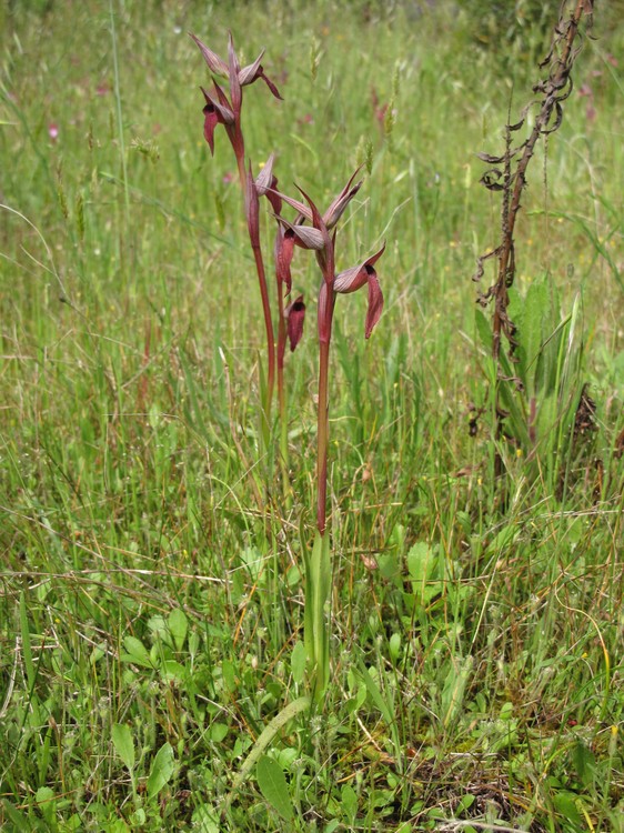 Serapias vomeracea