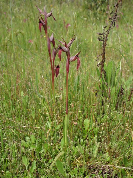 Serapias vomeracea
