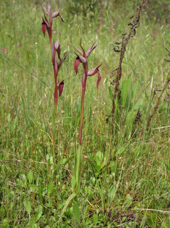 Serapias vomeracea