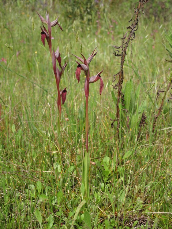 Serapias vomeracea