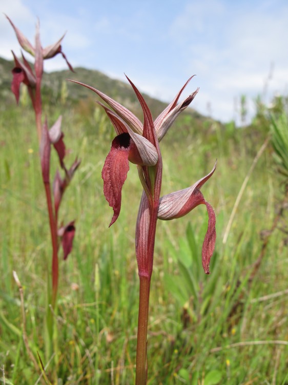 Serapias vomeracea