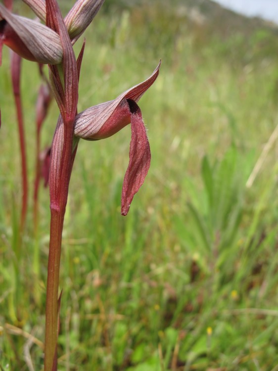 Serapias vomeracea