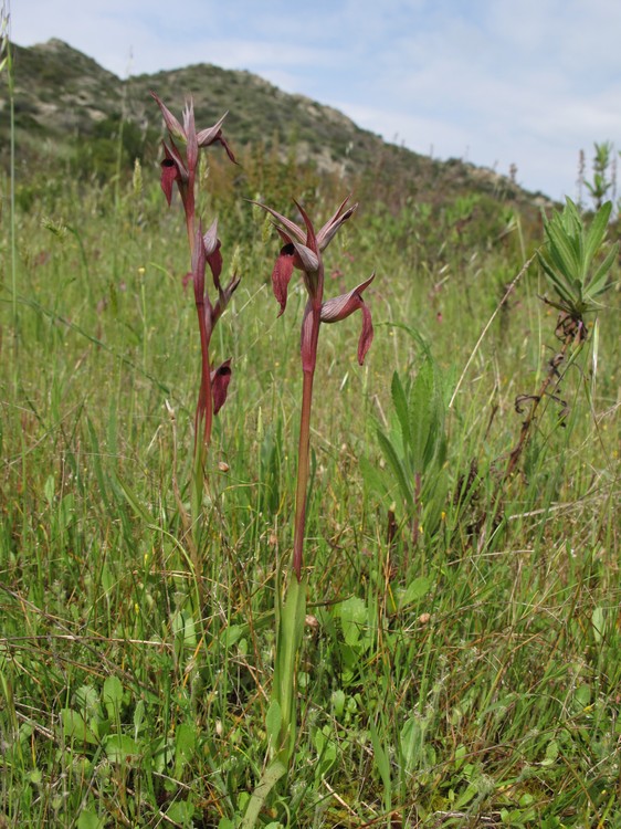 Serapias vomeracea