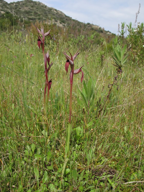 Serapias vomeracea