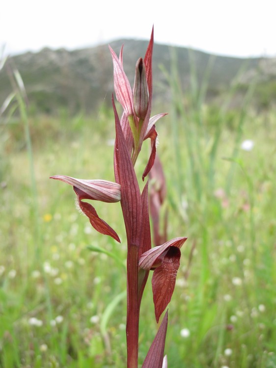 Serapias vomeracea
