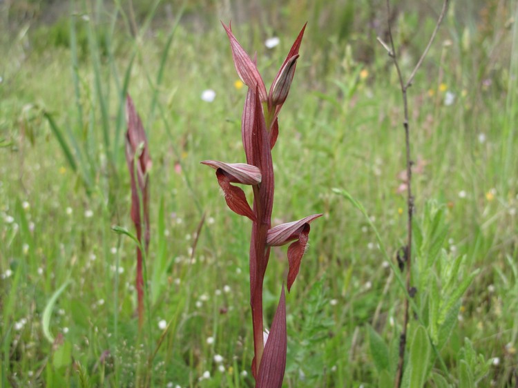 Serapias vomeracea