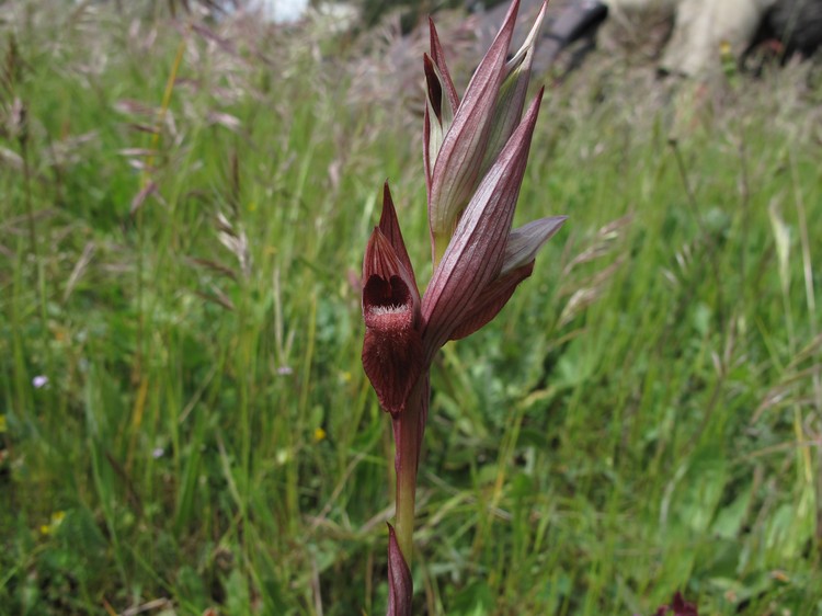 Serapias vomeracea