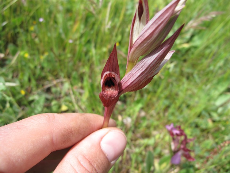 Serapias vomeracea