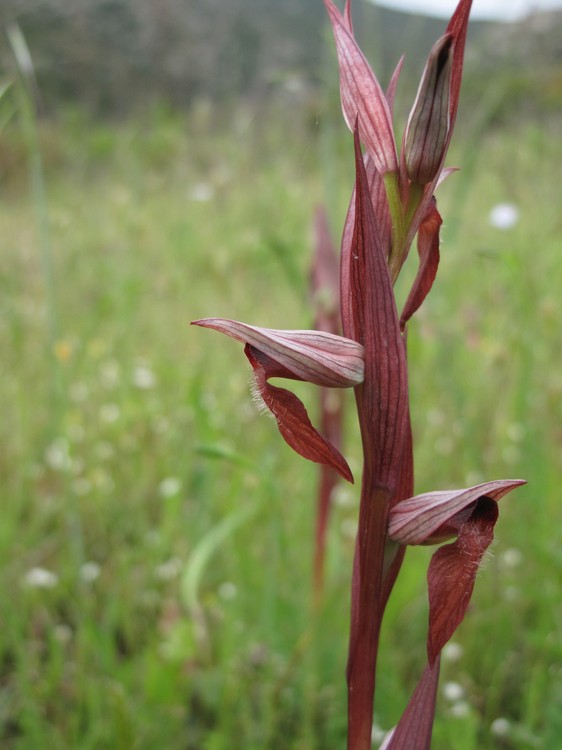 Serapias vomeracea