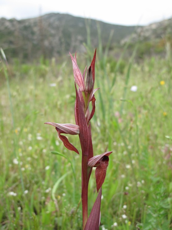 Serapias vomeracea