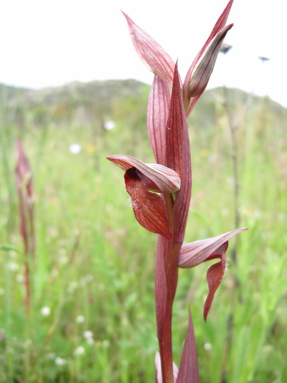 Serapias vomeracea