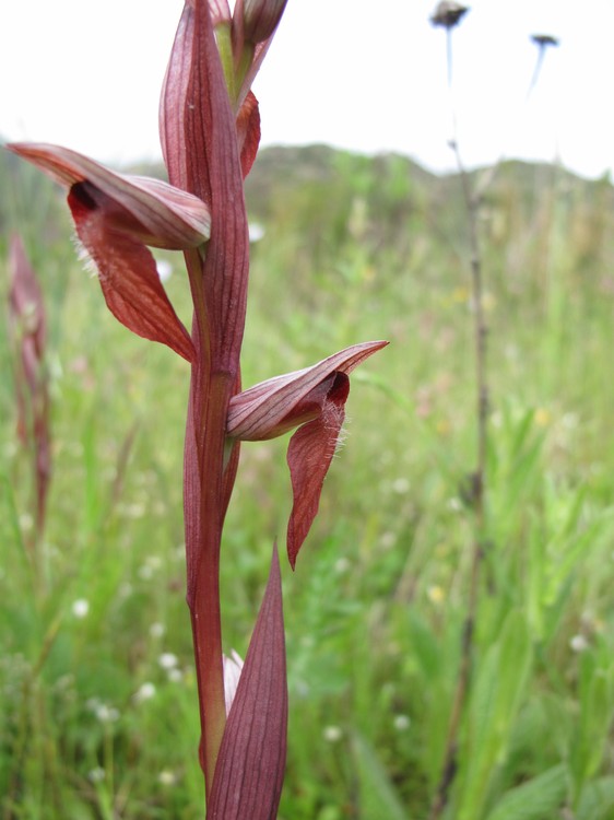 Serapias vomeracea