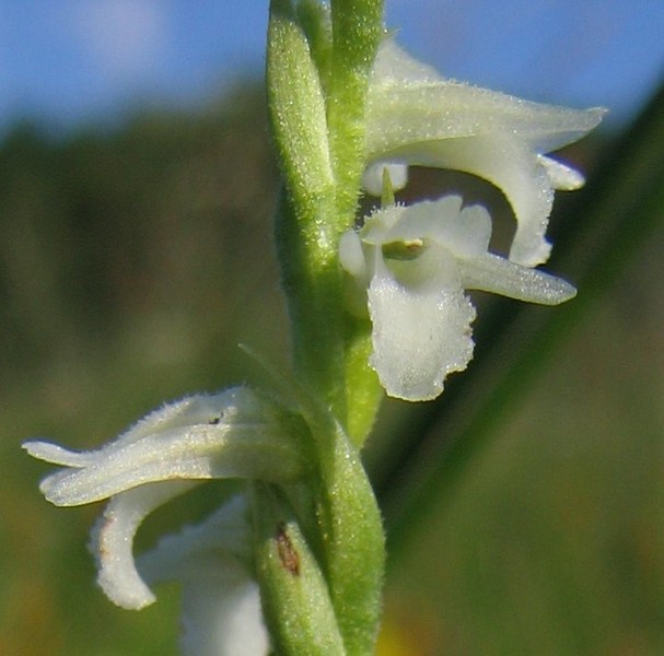 Spiranthes aestivalis