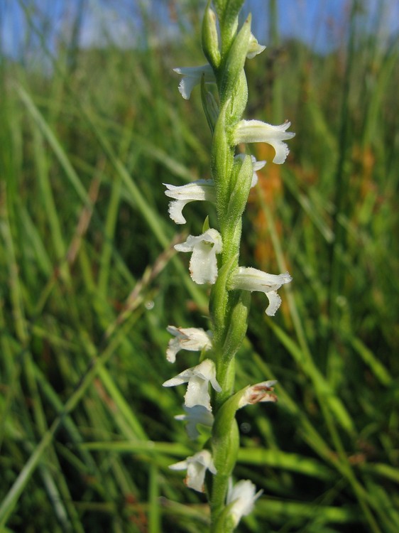 Spiranthes aestivalis