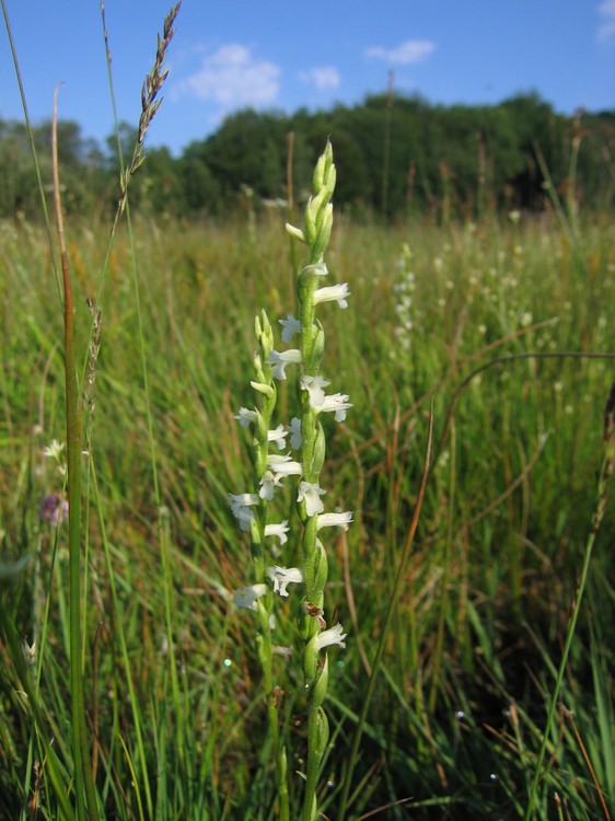 Spiranthes aestivalis