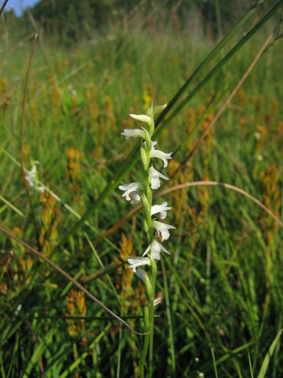 Spiranthes aestivalis