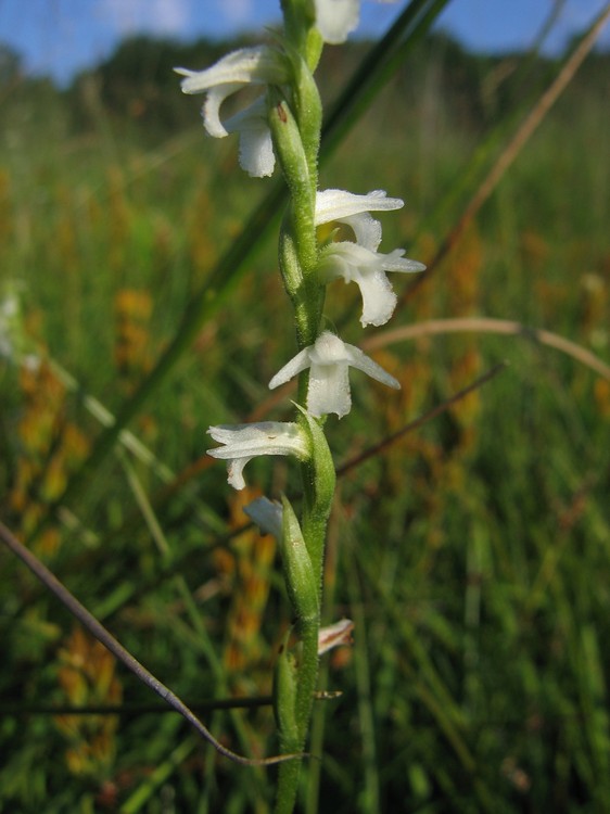 Spiranthes aestivalis