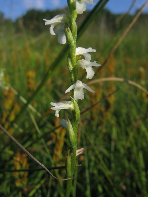 Spiranthes aestivalis
