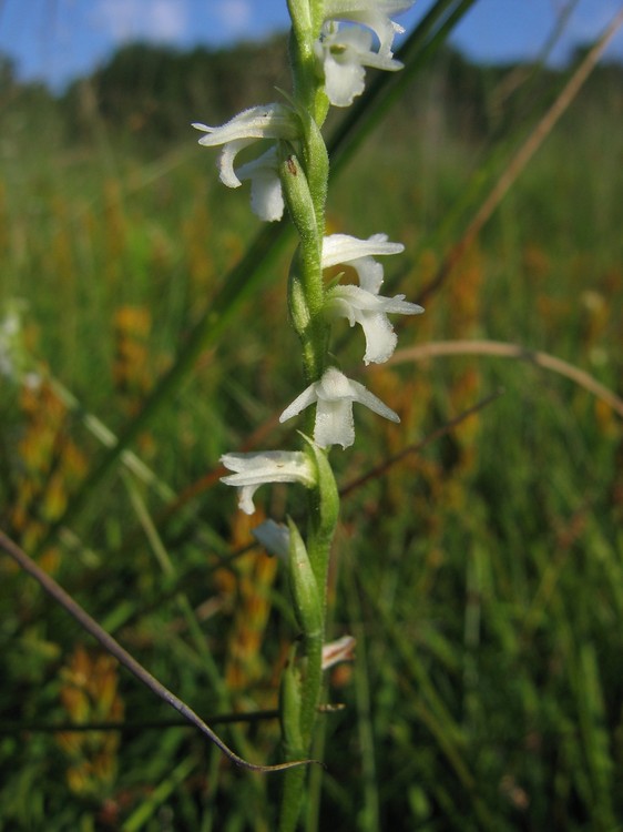 Spiranthes aestivalis