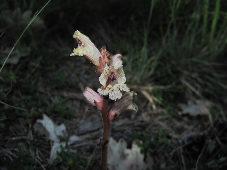Orobanche teucrii