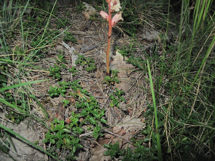 Orobanche teucrii