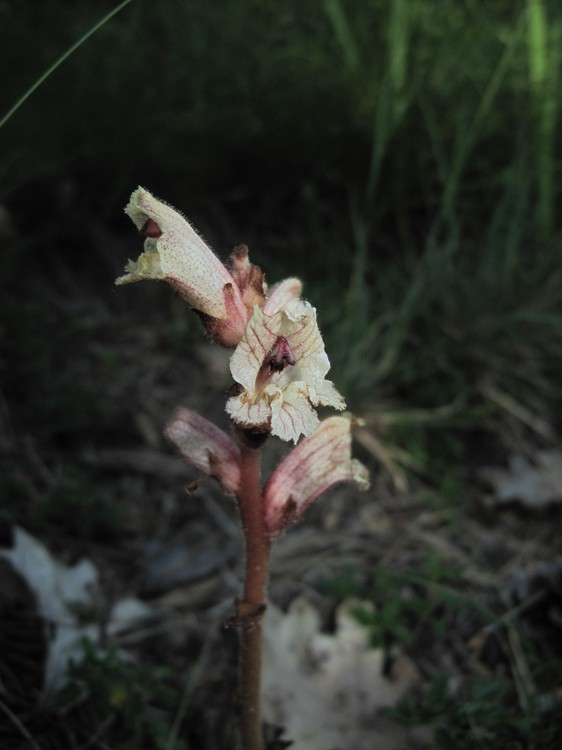 Orobanche teucrii