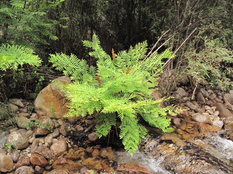 Osmunda regalis