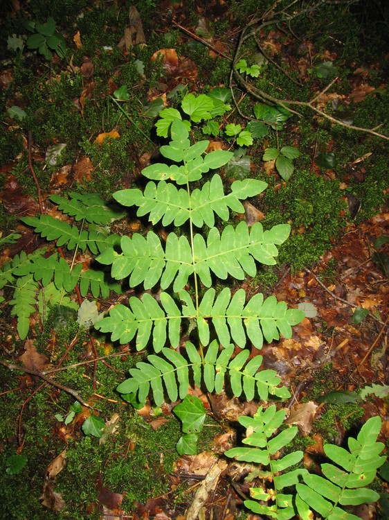 Osmunda regalis
