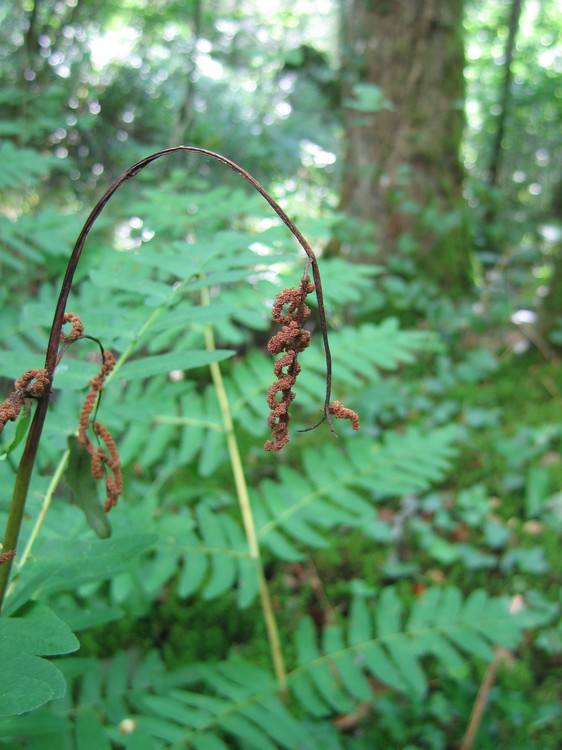 Osmunda regalis