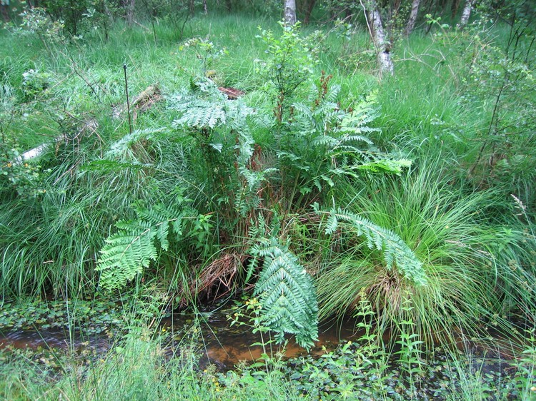 Osmunda regalis