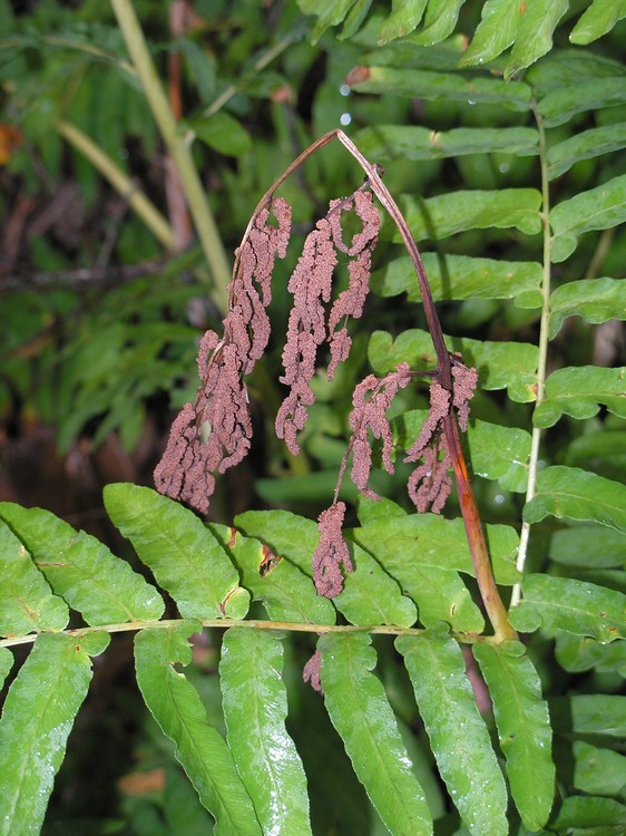 Osmunda regalis