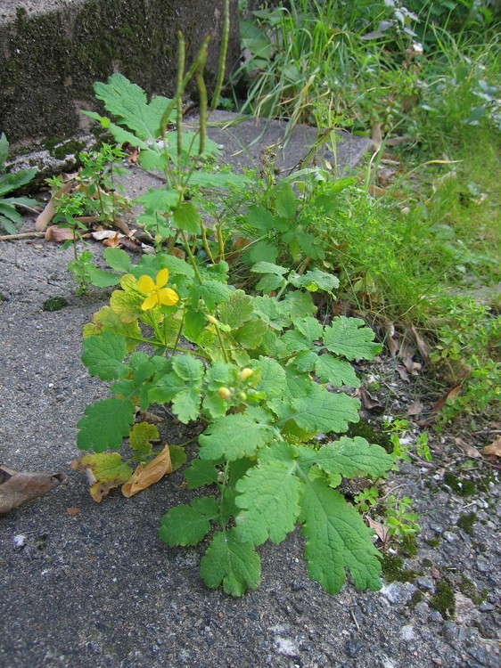 Chelidonium majus