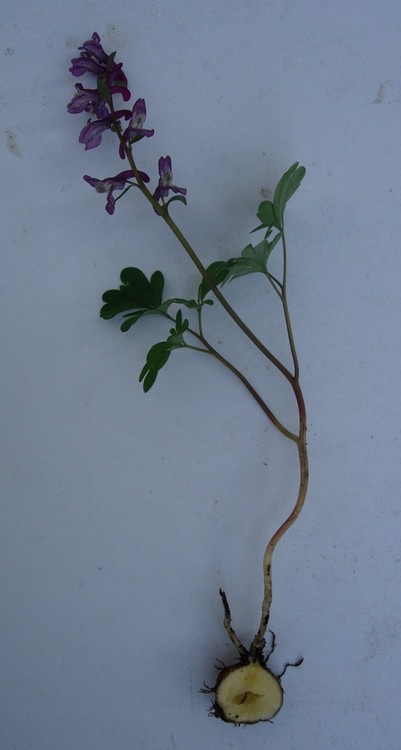 Corydalis cava