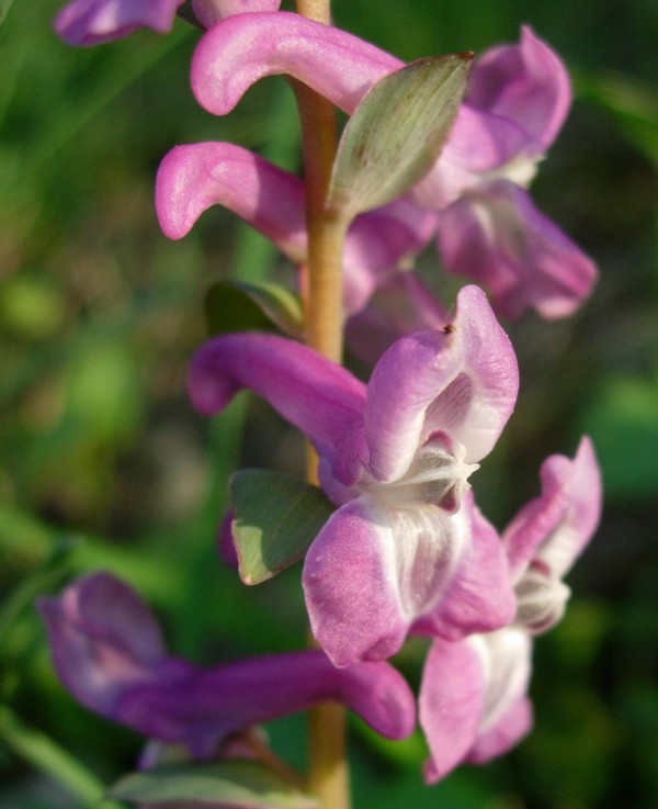 Corydalis cava