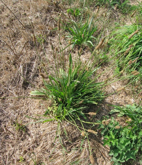Plantago lanceolata