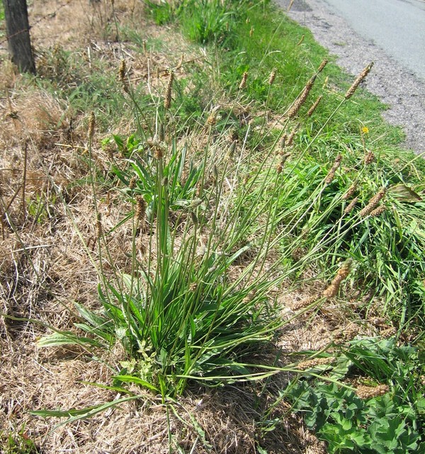 Plantago lanceolata