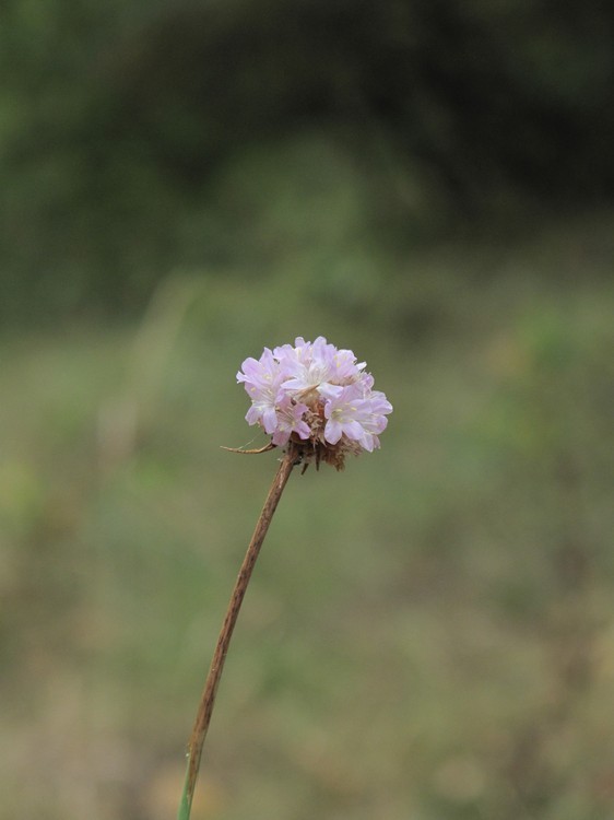 Armeria arenaria